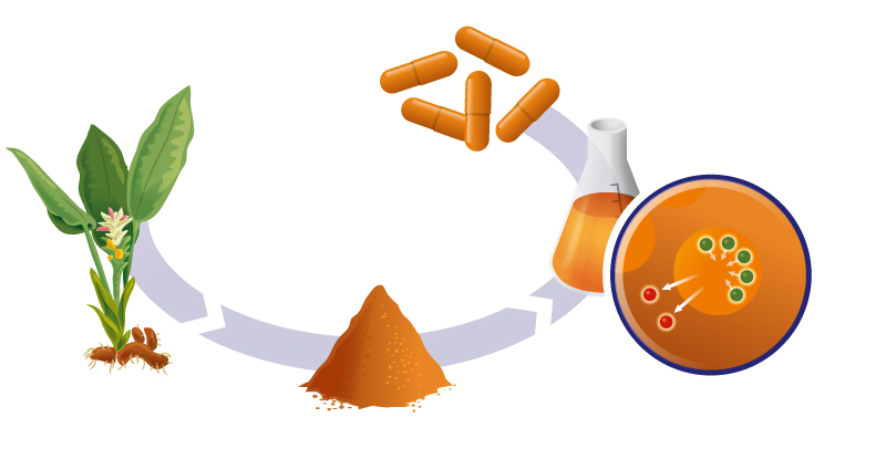 Infographic Curcuma C3-2X