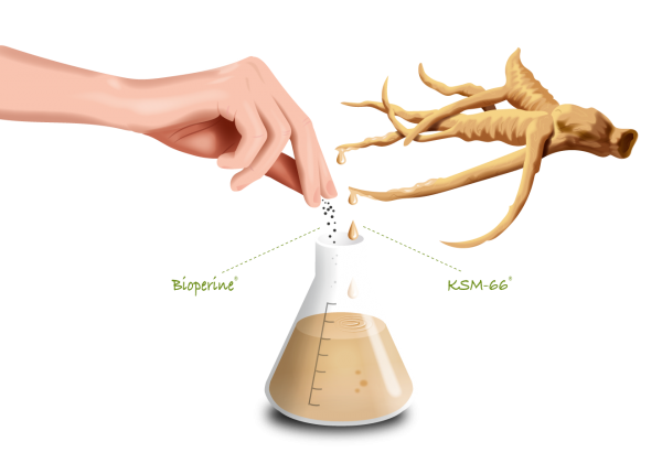 Infographic Ashwagandha