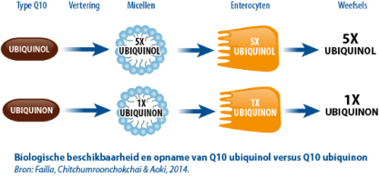 Ubiquinol vs Ubiquinon